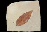 Red Fossil Leaf (Phyllites) - Montana #93660-1